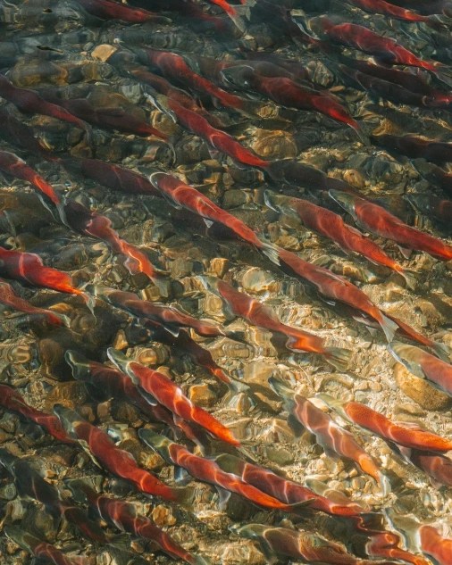 Salmon swimming through a stream during a salmon run, illustrative of CIFAL Victoria's first pillar of oceans, climate, and sustainability.